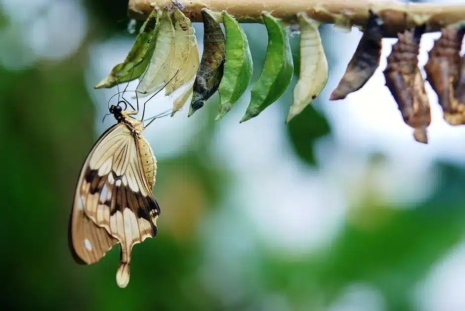 el duelo como transformación no como olvido